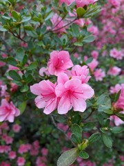 Pink Azaleas
