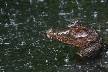 Caiman in the water