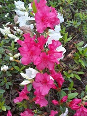 Pink and White Azaleas
