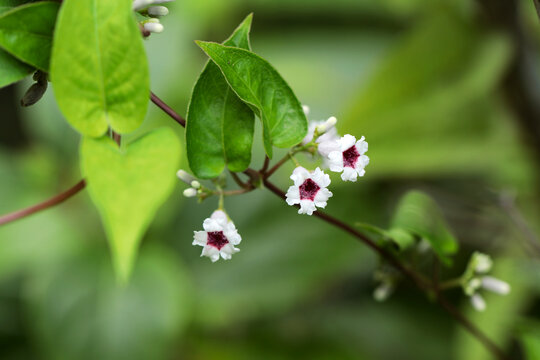 Tiny flower heads of "Skunk vine (Paederia scandens, Hekusokazura).