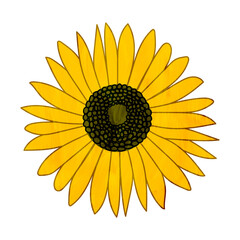 Sunflower png drawing