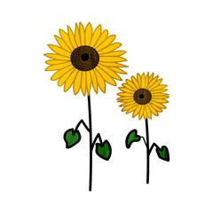 Sunflower png drawing