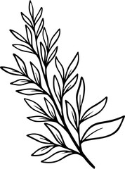 Leaf Sketch Line Art Illustration
