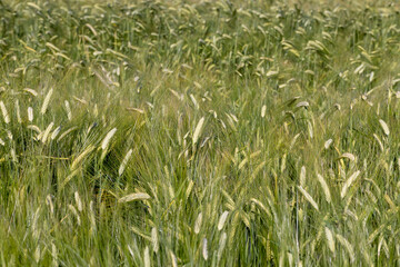 An agricultural field where cereals are grown to harvest grain
