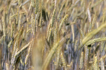 An agricultural field where cereals are grown to harvest grain