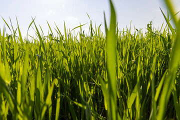 Agricultural wheat field with unripe wheat