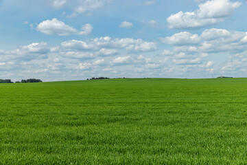 An agricultural field where green cereals grow