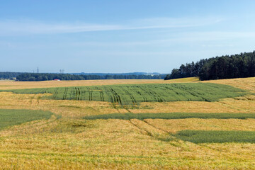 Wheat field with unripe wheat swaying in the wind