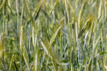 A field with unripe wheat in the summer season