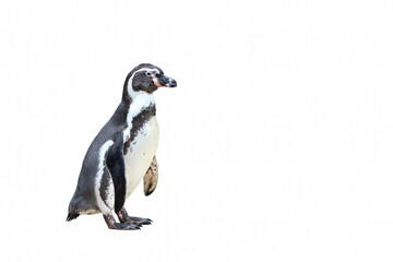 Penguin isolated on white background.