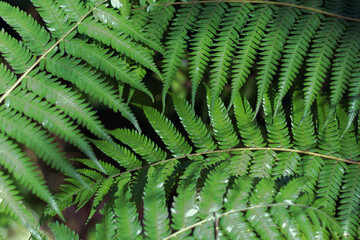 Close up of New Zealand silver ferns