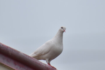 white dove on the rock