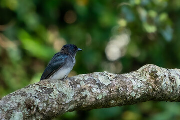 white-bellied drongo (Dicrurus caerulescens) 