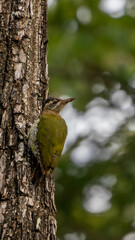 streak-throated woodpecker (Picus xanthopygaeus)