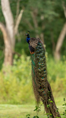 Fototapeta premium Indian peafowl (Pavo cristatus) perched on a branch