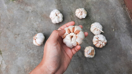 The left hand holds a clove of garlic with a cement background, exposing some other garlic
