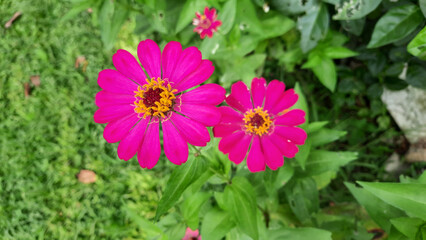 Obraz premium lunch, soto ayam, delicious, indonesian, cuisine, dinner, food, meal, traditional, fresh, soup, cooking, turmeric, healthy, dish, indonesia, soto, javanese, asian, vegetable, chicken, homemade, tasty,