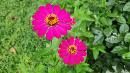 Obraz premium lunch, soto ayam, delicious, indonesian, cuisine, dinner, food, meal, traditional, fresh, soup, cooking, turmeric, healthy, dish, indonesia, soto, javanese, asian, vegetable, chicken, homemade, tasty,