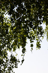 green birch foliage in sunny windy weather