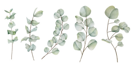 Watercolor eucalyptus leaf botanical natural element  © Gunyanut