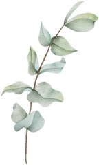 Watercolor eucalyptus leaf botanical natural element 