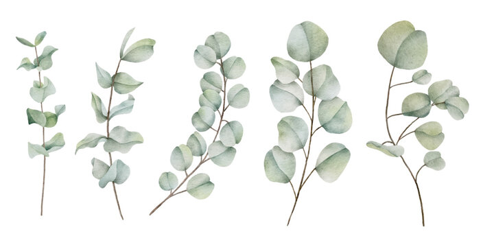 Watercolor eucalyptus leaf botanical natural element 