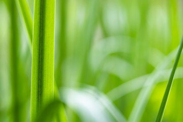 水辺の植物の葉　背景素材