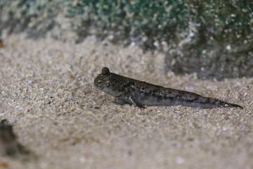 mudskipper on the sand