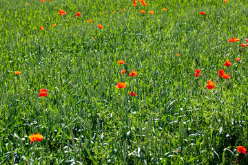 red poppies growing in an agricultural field with cereals