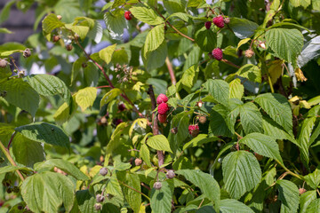 Green raspberries in windy weather in the garden