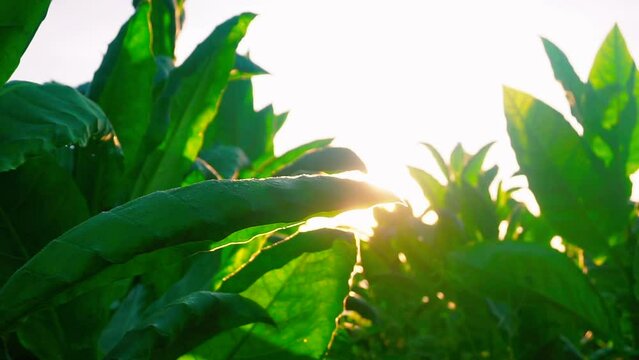 tobacco plant in plantation in the morning with sunray, Temanggung, central java, Indonesia. foreground of tobacco leaves in the wind. Nicotiana tabacum or Nicotiana rustica. close up shot. 4K video.