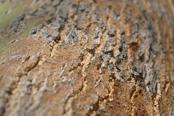 Tree Bark