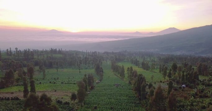 tobbaco plantation with view of sunrise sky and mountain in Temanggung, central java, Indonesia. Nicotiana tabacum or Nicotiana rustica. Indonesia's cigarette industry.