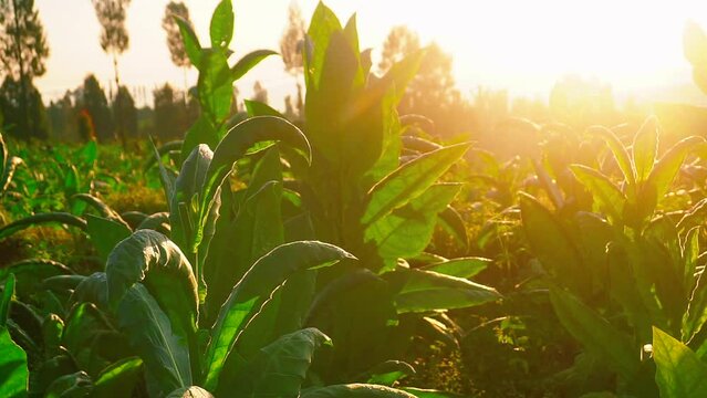 tobacco plant in plantation in the morning with sunray, Temanggung, central java, Indonesia. foreground of tobacco leaves in the wind. Nicotiana tabacum. Indonesia's cigarette industry. 4K videos.