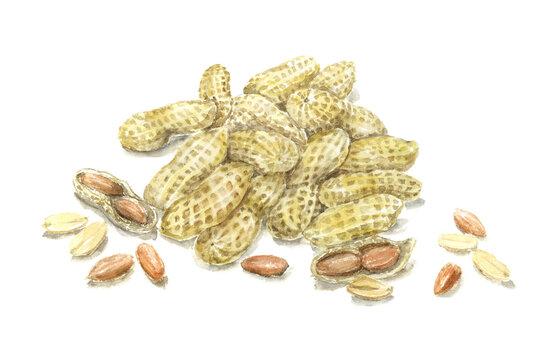 Watercolor painting of lot of peanuts
