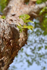 Close up of a Tree