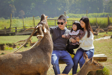 A family consists of three was playing in the deer farm that was located in Ranca Upas, Bandung - obrazy, fototapety, plakaty