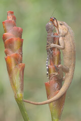 An oriental garden lizard (Calotes versicolor) and a young tokay gecko (Gekko gecko) are fighting...