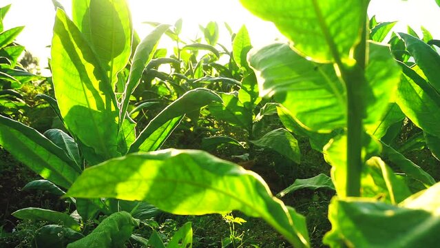 tobacco plant in plantation in the morning with sunray, Temanggung, central java, Indonesia. foreground of tobacco leaves in the wind. Nicotiana tabacum or Nicotiana rustica. cigarette industry.