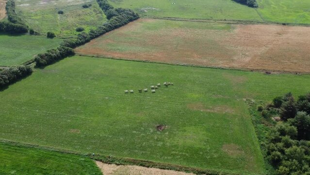 a herd of cows on a lush green field, farmland in denmark, good weather
