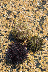Sea urchins on barnacles on rock