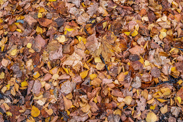 Autumn leaves texture