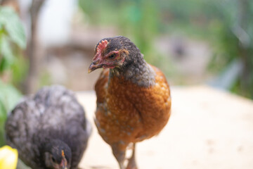 Young laying hens on the farm are brown and black, poultry, chickens are looking with curiosity
