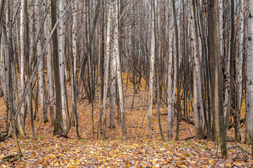 Obraz premium Trees in the autumn forest
