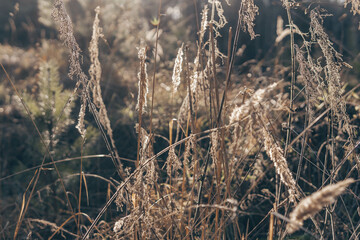 Grass in the sun