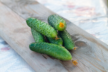 Fresh green vegetables cucumbers with yellow flowers at the ends lie on a wooden table in the garden, collected directly from the garden