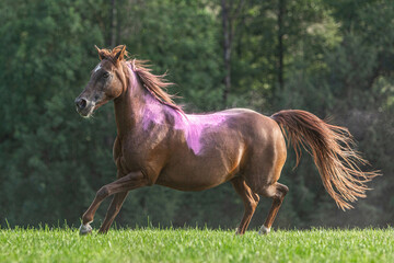 Portrait of a dark chestnut brown arabian crossbreed mare running across a pasture in late summer outdoors