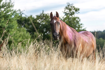 Portrait of a beautiful dark chestnut arabian horse crossbreed mare on a meadow in summer outdoors...