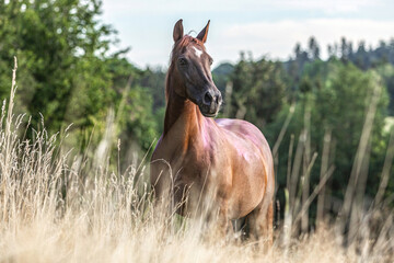 Portrait of a beautiful dark chestnut arabian horse crossbreed mare on a meadow in summer outdoors...