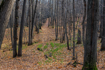 Autumn forest